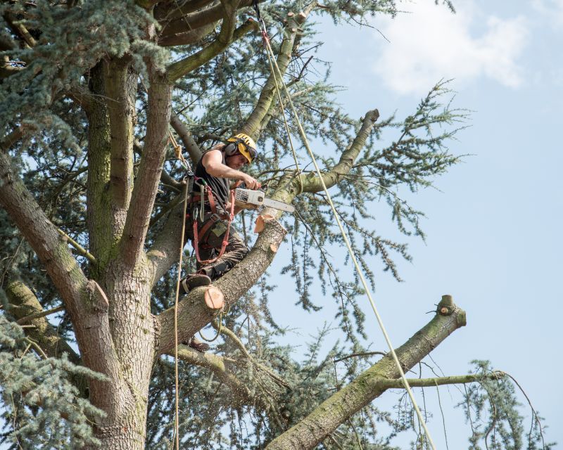 Arborist Spraying in Reno, NV