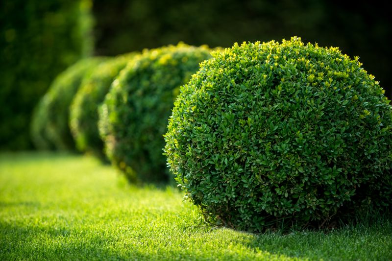 Dryscape Landscaping in Honolulu, HI