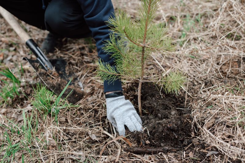 Japanese Maple Planting in Honolulu, HI