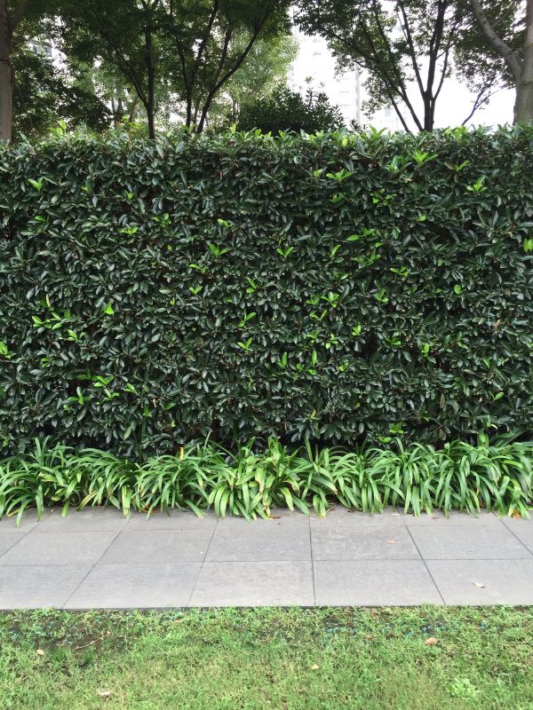 Shrub Planting Service in Honolulu, HI