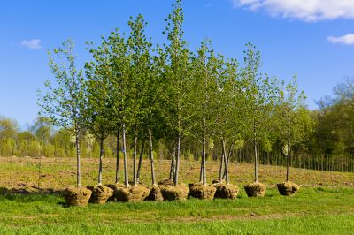 Tree Installation Service in Honolulu, HI