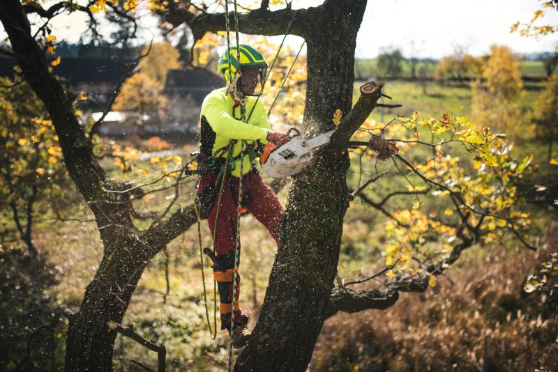 Tree Repair in Reno, NV